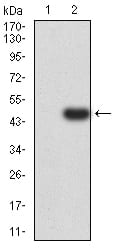 Figure 3:Western blot analysis using B3GAT1 mAb against HEK293 (1) and B3GAT1 (AA: 193-334)-hIgGFc transfected HEK293 (2) cell lysate.