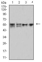 Figure 4:Western blot analysis using CD2 mouse mAb against MOLT4 (1), MCF-7 (2), Hela (3), and L1210 (4) cell lysate.