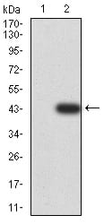Figure 3:Western blot analysis using CD2 mAb against HEK293 (1) and CD2 (AA: 25-140)-hIgGFc transfected HEK293 (2) cell lysate.
