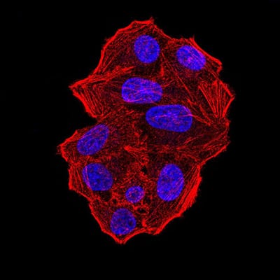 Figure 5:Immunofluorescence analysis of Hela cells using UFD1L mouse mAb. Blue: DRAQ5 fluorescent DNA dye. Red: Actin filaments have been labeled with Alexa Fluor- 555 phalloidin.