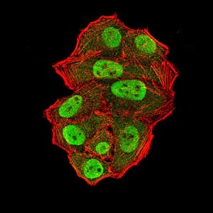 Figure 6:Immunofluorescence analysis of Hela cells using UFD1L mouse mAb (green). Blue: DRAQ5 fluorescent DNA dye. Red: Actin filaments have been labeled with Alexa Fluor- 555 phalloidin. Secondary antibody from Fisher (Cat#: 35503)