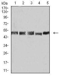 Figure 4:Western blot analysis using UFD1L mouse mAb against K562 (1), Hela (2), A431 (3), PC-2 (4), and A549 (5) cell lysate.