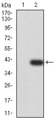 Figure 3:Western blot analysis using UFD1L mAb against HEK293 (1) and UFD1L (AA: 208-307)-hIgGFc transfected HEK293 (2) cell lysate.