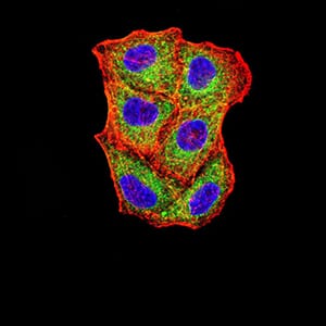 Figure 4:Immunofluorescence analysis of Hela cells using VIMP mouse mAb (green). Blue: DRAQ5 fluorescent DNA dye. Red: Actin filaments have been labeled with Alexa Fluor- 555 phalloidin. Secondary antibody from Fisher (Cat#: 35503)