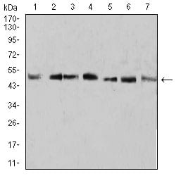 Figure 4:Western blot analysis using KLF2 mouse mAb against A431 (1), U937 (2), NIH/3T3 (3), Raw264.7 (4), SPC-A-1 (5), SK-MES-1 (6), and MOLT4 (7) cell lysate.