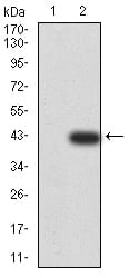 Figure 3:Western blot analysis using KLF2 mAb against HEK293 (1) and KLF2 (AA: 251-355)-hIgGFc transfected HEK293 (2) cell lysate.