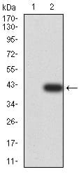 Figure 3:Western blot analysis using DDX1 mAb against HEK293 (1) and DDX1 (AA: 642-740)-hIgGFc transfected HEK293 (2) cell lysate.