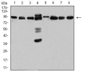 Figure 4:Western blot analysis using DDX1 mouse mAb against Hela (1), MCF-7 (2), A431 (3), PC-3 (4), NIH/3T3 (5), Jurkat (6), U251 (7), and HEK293 (8) cell lysate.