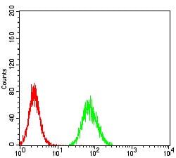 Figure 5:Flow cytometric analysis of Hela cells using CALB2 mouse mAb (green) and negative control (red).