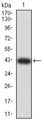 Figure 2:Western blot analysis using DDX58 mAb against human DDX58 (AA: 789-925) recombinant protein. (Expected MW is 42 kDa)