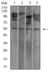 Figure 4:Western blot analysis using IghA1 mouse mAb against MOLT4 (1), L1210 (2), HepG2 (3), and COS7 (4) cell lysate.