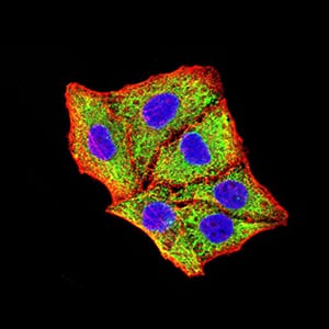 Figure 4:Immunofluorescence analysis of Hela cells using BNIP3 mouse mAb (green). Blue: DRAQ5 fluorescent DNA dye. Red: Actin filaments have been labeled with Alexa Fluor- 555 phalloidin. Secondary antibody from Fisher (Cat#: 35503)