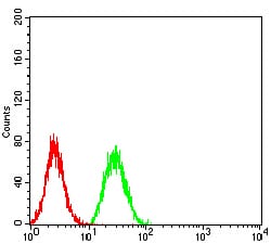 Figure 5:Flow cytometric analysis of Hela cells using BNIP3 mouse mAb (green) and negative control (red).