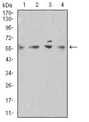 Figure 4:Western blot analysis using DNTT mouse mAb against Raji (1), A549 (2), Hela (3), and PC-12 (4) cell lysate.