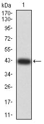 Figure 2:Western blot analysis using DNTT mAb against human DNTT (AA: 52-192) recombinant protein. (Expected MW is 42 kDa)