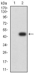 Figure 3:Western blot analysis using AGR2 mAb against HEK293 (1) and AGR2 (AA: 21-175)-hIgGFc transfected HEK293 (2) cell lysate.