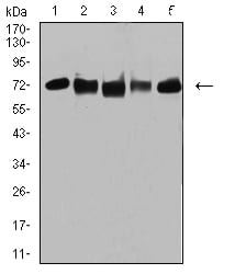 Figure 4:Western blot analysis using TRIM25 mouse mAb against MCF-7 (1), MCF-7 (2), K562 (3), A549 (4), and MOLT4 (5) cell lysate.
