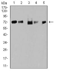 Figure 4:Western blot analysis using TRIM25 mouse mAb against MCF-7 (1), Hela (2), K562 (3), A549 (4), and MOLT4 (5) cell lysate.