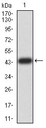 Figure 2:Western blot analysis using TRIM25 mAb against human TRIM25 (AA: 211-360) recombinant protein. (Expected MW is 43.5 kDa)