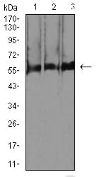 Figure 4:Western blot analysis using RBFOX3 mouse mAb against C2C12 (1), RAW264.7 (2), and U251 (3) cell lysate.
