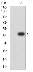 Figure 3:Western blot analysis using RBFOX3 mAb against HEK293 (1) and RBFOX3 (AA: 1-140)-hIgGFc transfected HEK293 (2) cell lysate.