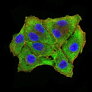 Figure 5:Immunofluorescence analysis of Hela cells using RBFOX3 mouse mAb (green). Blue: DRAQ5 fluorescent DNA dye. Red: Actin filaments have been labeled with Alexa Fluor- 555 phalloidin. Secondary antibody from Fisher (Cat#: 35503)