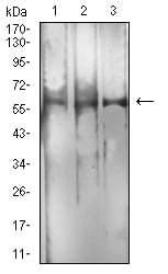 Figure 4:Western blot analysis using RBFOX3 mouse mAb against C2C12 (1), RAW264.7 (2), and U251 (3) cell lysate.
