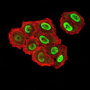 Figure 6:Immunofluorescence analysis of Hela cells using ZFP91 mouse mAb (green). Blue: DRAQ5 fluorescent DNA dye. Red: Actin filaments have been labeled with Alexa Fluor- 555 phalloidin. Secondary antibody from Fisher (Cat#: 35503)