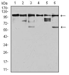 Figure 4:Western blot analysis using ZFP91 mouse mAb against Jurkat (1), A431 (2), HepG2 (3), HEK293 (4), A549 (5), and PC-3 (6) cell lysate.