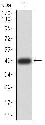 Figure 2:Western blot analysis using ZFP91 mAb against human ZFP91 (AA: 162-304) recombinant protein. (Expected MW is 43 kDa)