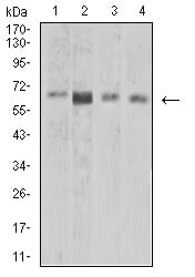 Figure 4:Western blot analysis using CPV-NS1 mouse mAb against K562 (1), BCBL-1 (2), Raw264.7 (3), and COS7 (4) cell lysate.