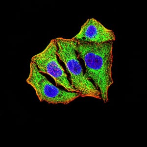 Figure 4:Immunofluorescence analysis of Hela cells using SOD2 mouse mAb (green). Blue: DRAQ5 fluorescent DNA dye. Red: Actin filaments have been labeled with Alexa Fluor- 555 phalloidin. Secondary antibody from Fisher (Cat#: 35503)