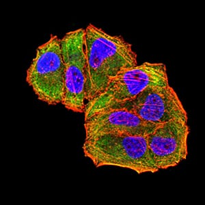 Figure 5:Immunofluorescence analysis of Hela cells using MET mouse mAb (green). Blue: DRAQ5 fluorescent DNA dye. Red: Actin filaments have been labeled with Alexa Fluor- 555 phalloidin. Secondary antibody from Fisher (Cat#: 35503)