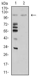 Figure 4:Western blot analysis using MIB1 mouse mAb against Hela (1) and COS7 (2) cell lysate.