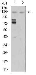 Figure 4:Western blot analysis using MIB1 mouse mAb against Hela (1) and COS7 (2) cell lysate.