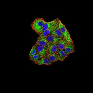 Figure 4:Immunofluorescence analysis of Hela cells using SYK mouse mAb (green). Blue: DRAQ5 fluorescent DNA dye. Red: Actin filaments have been labeled with Alexa Fluor- 555 phalloidin. Secondary antibody from Fisher (Cat#: 35503)