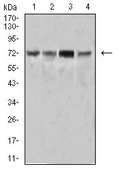 Figure 4:Western blot analysis using SYK mouse mAb against Ramos (1), HEK293 (2), Raji (3), and A431 (4) cell lysate.