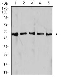 Figure 4:Western blot analysis using IDH1 mouse mAb against HepG2 (1), NIH/3T3 (2), C2C12 (3), COS7 (4), and SW480 (5) cell lysate.