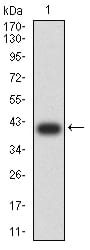 Figure 2:Western blot analysis using C1QA mAb against human C1QA (AA: 23-167) recombinant protein. (Expected MW is 40.6 kDa)