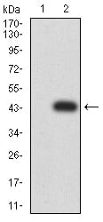 Figure 3:Western blot analysis using C1QA mAb against HEK293 (1) and C1QA (AA: 23-167)-hIgGFc transfected HEK293 (2) cell lysate.