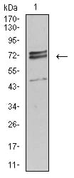 Figure 4:Western blot analysis using IL1R1 mouse mAb against Hela (1) cell lysate.