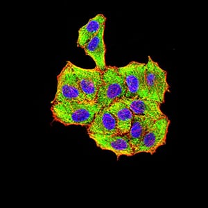 Figure 5:Immunofluorescence analysis of Hela cells using VP2 mouse mAb (green). Blue: DRAQ5 fluorescent DNA dye. Red: Actin filaments have been labeled with Alexa Fluor- 555 phalloidin. Secondary antibody from Fisher (Cat#: 35503)