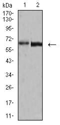 Figure 4:Western blot analysis using VP2 mouse mAb against A431 (1) and BCBL-1 (2) cell lysate.