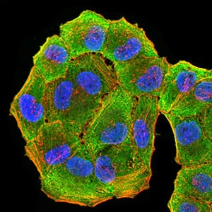 Figure 5:Immunofluorescence analysis of Hela cells using HLA-DRA mouse mAb (green). Blue: DRAQ5 fluorescent DNA dye. Red: Actin filaments have been labeled with Alexa Fluor- 555 phalloidin. Secondary antibody from Fisher (Cat#: 35503)