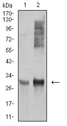 Figure 4:Western blot analysis using HLA-DRA mouse mAb against Ramos (1), and Raji (2) cell lysate.