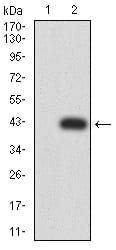 Figure 3:Western blot analysis using HLA-B mAb against HEK293 (1) and HLA-B (AA: 241-362)-hIgGFc transfected HEK293 (2) cell lysate.