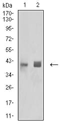 Figure 4:Western blot analysis using HLA-B mouse mAb against Ramos (1) and A431 (2) cell lysate.