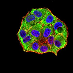 Figure 4:Immunofluorescence analysis of Hela cells using NR1I2 mouse mAb (green). Blue: DRAQ5 fluorescent DNA dye. Red: Actin filaments have been labeled with Alexa Fluor- 555 phalloidin. Secondary antibody from Fisher (Cat#: 35503)