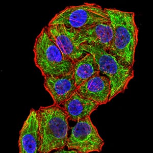 Figure 5:Immunofluorescence analysis of Hela cells using CPV-VP2 mouse mAb (green). Blue: DRAQ5 fluorescent DNA dye. Red: Actin filaments have been labeled with Alexa Fluor- 555 phalloidin. Secondary antibody from Fisher (Cat#: 35503)