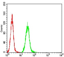 Figure 5:Flow cytometric analysis of Hela cells using RALB mouse mAb (green) and negative control (red).